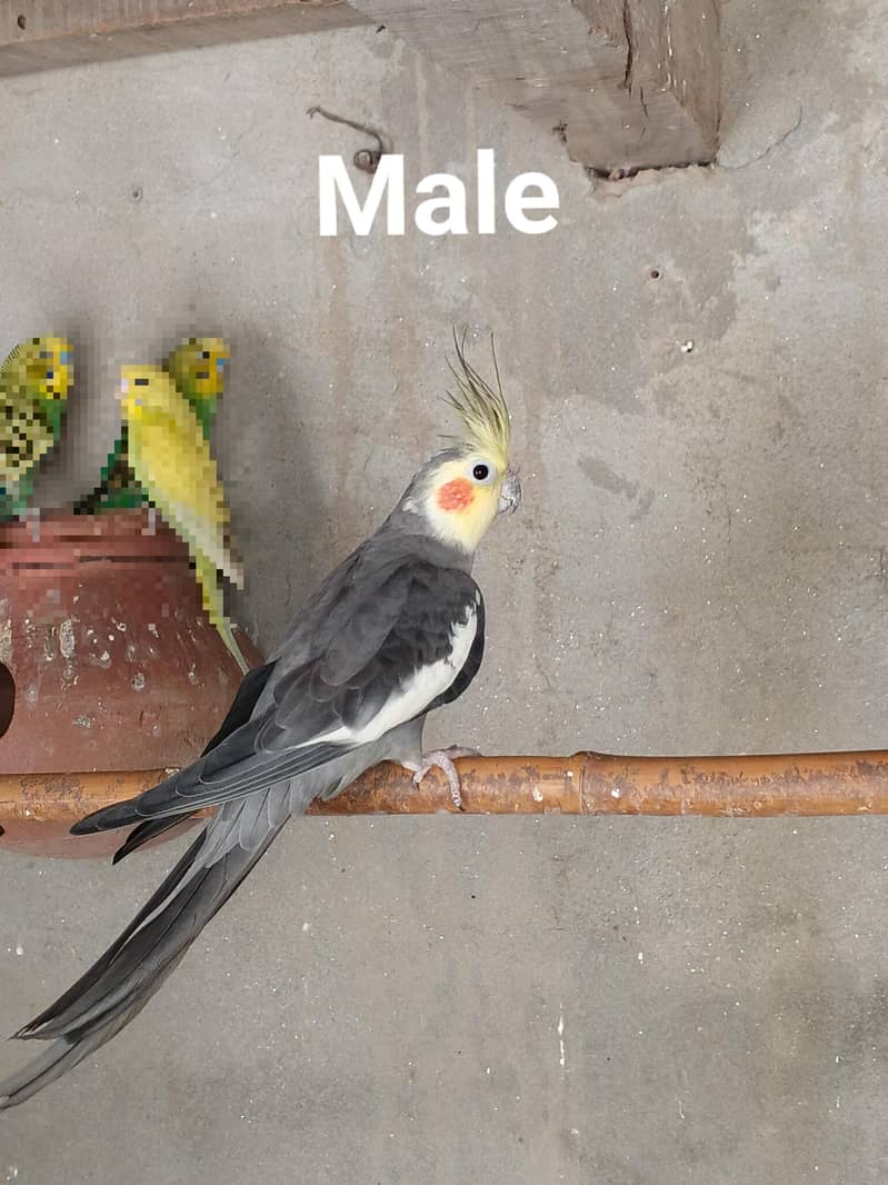 cocktail 1