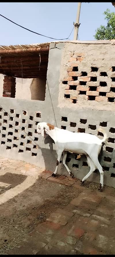 Qurbani Bakra | Eid Special | Khubsurat بکرے