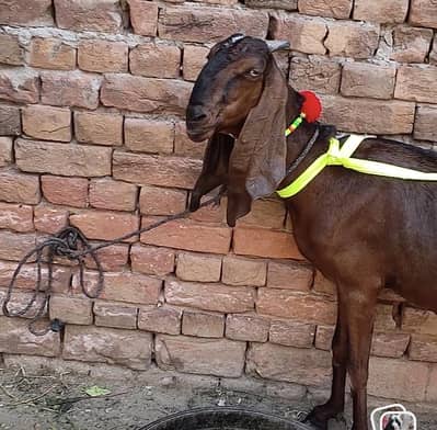 do male ha or ek female. . . . . . . nagre. . .