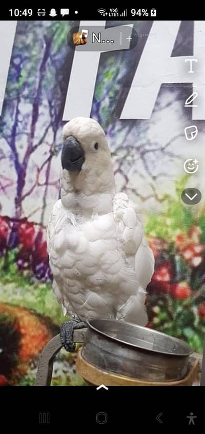 African gray female &  cockato