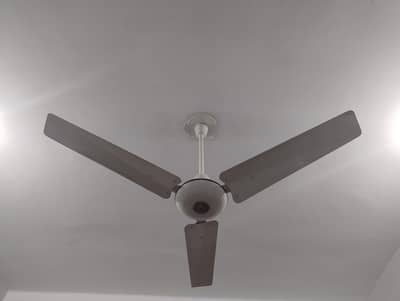 Royal Ceiling Fans (Two) 56' inches For Sale.