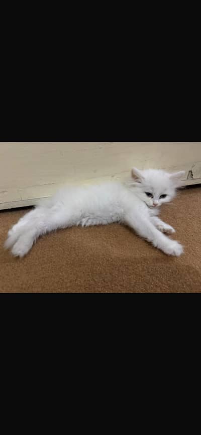 Persian cats