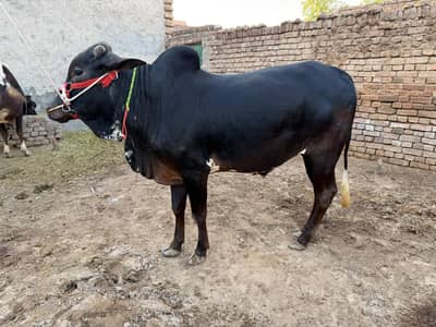 Bull For sale at best price