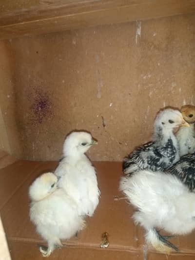 Silke and subright chicks for sale