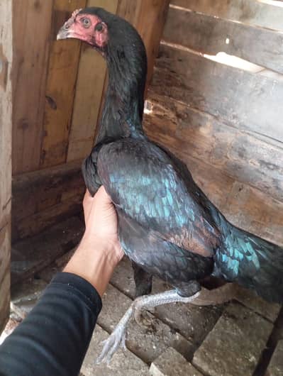 Black Aseel Thai female and chicks dotted eyes