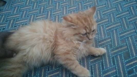 7 month male kitten for sale
