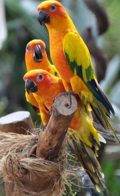 sun conure 1.5 month old pair for sale