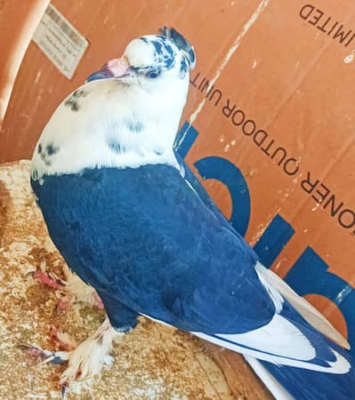 Premium Breeder Pair – Lahori Shirazi Pigeons (Sake Type)