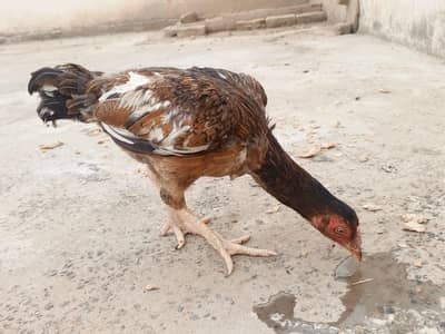 pashwari hens