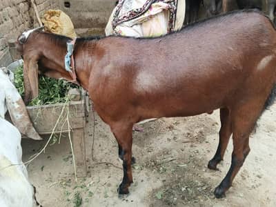 Bakra for Qurbani