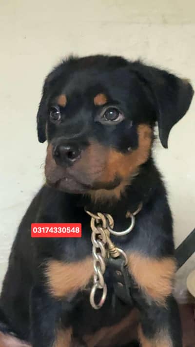 rottweiler male puppy available