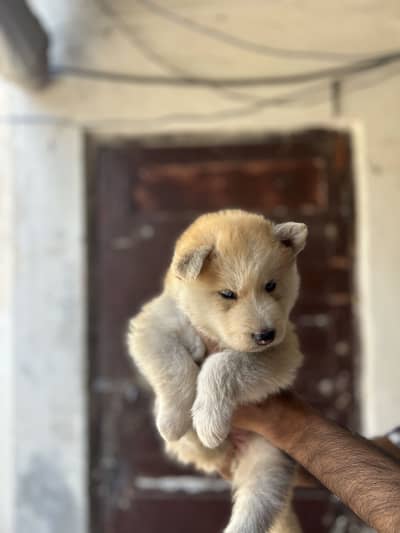 Husky Puppy wolly coat blue Eyes