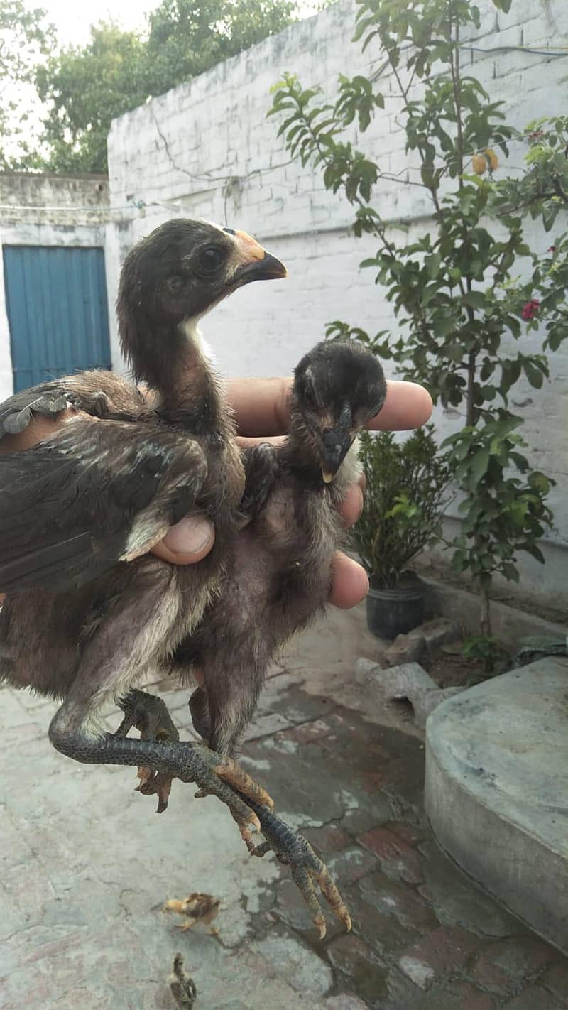 Burmi pakoye chicks 0
