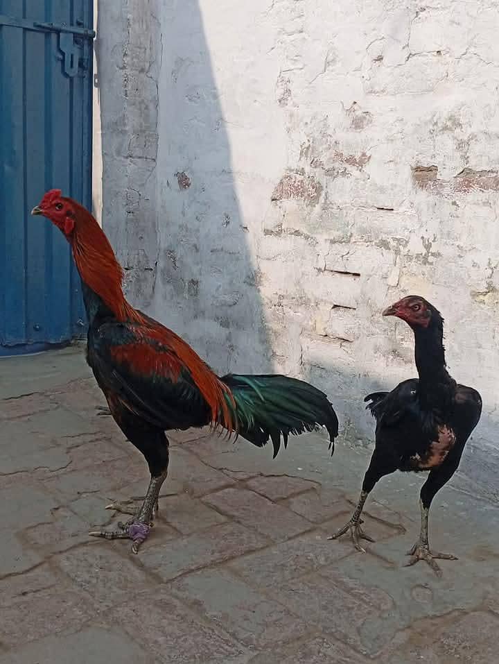 Burmi pakoye chicks 1