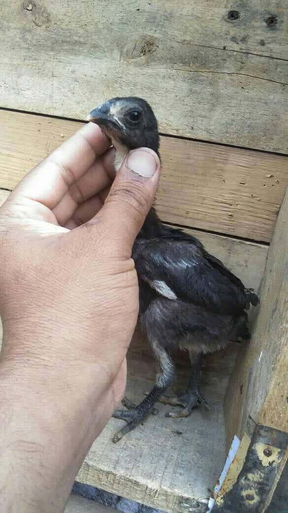 Burmi pakoye chicks 4