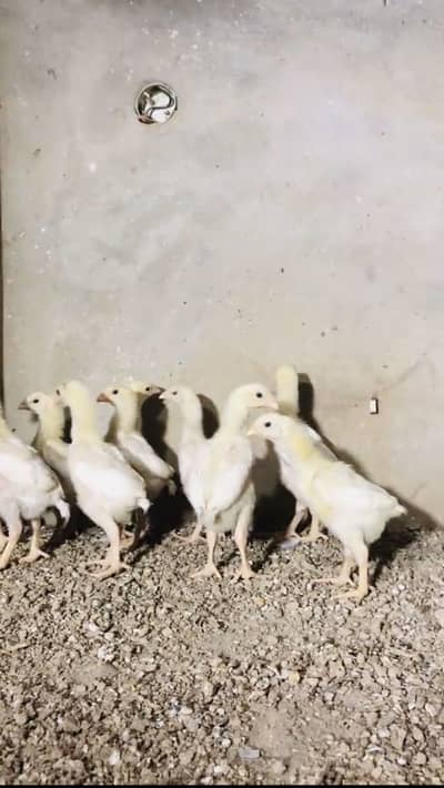 Shamo king size chicks