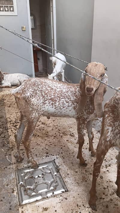MashaAllah Makhi Cheeni Qurbani Khassi Bakra 2 dant