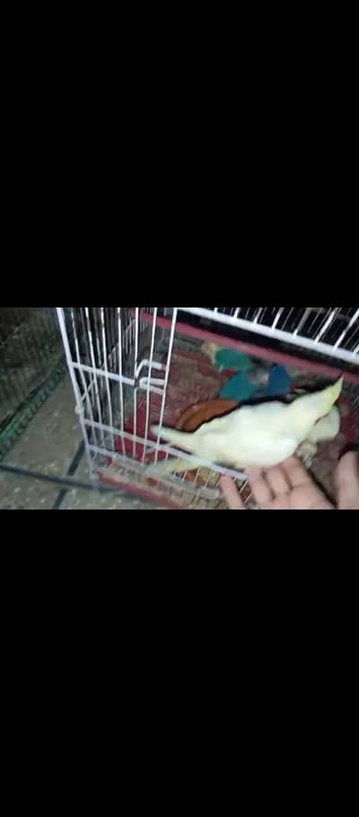 hand tame cocktail  chick red eye hand feed walay