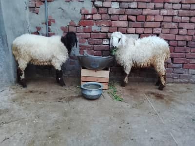 Qurbani 2k26