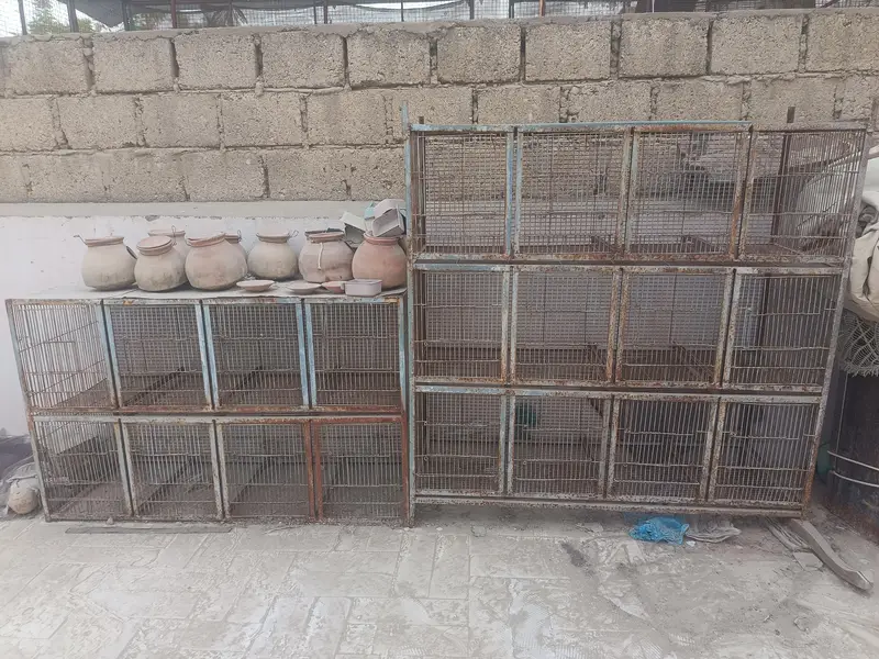 Bird Cages — photo 3