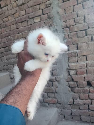 kitten