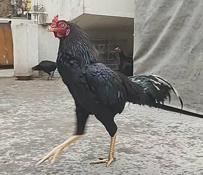 lasani Aseel