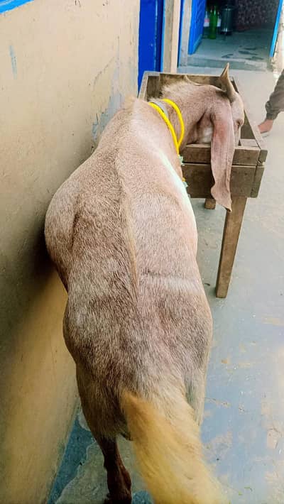 Doda bakra | sheep | Goat | Qurbani 2026 | mundra | chatra