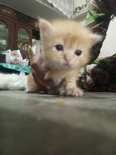 Persian cats