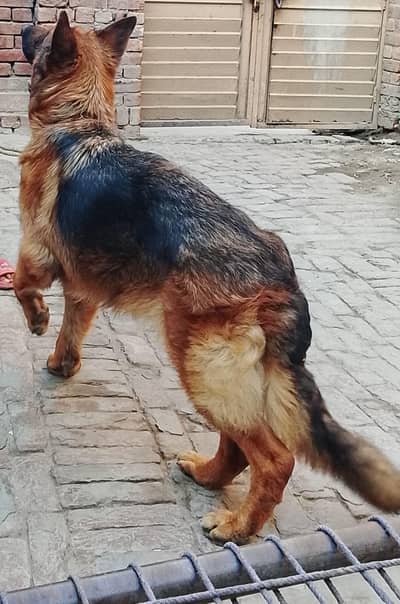 German Shepherd male for sale 03244245622