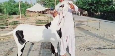 qurbani ke liye janwar mahjod hai mashallah sehat mand janwar hai