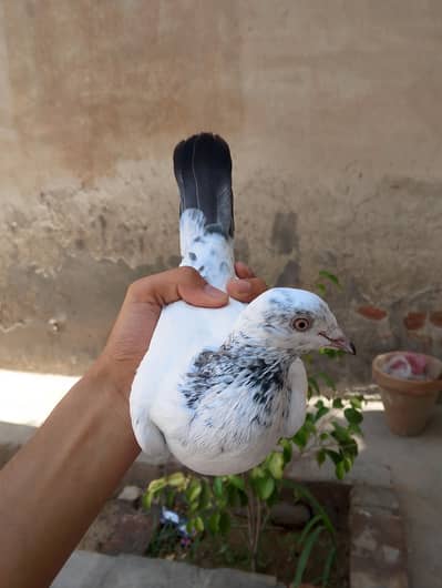 High Quality Peigons For Sale