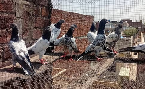 Home Breed High quality chicks