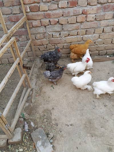 Bantam , buff pathay , chicks, hen  03084546903