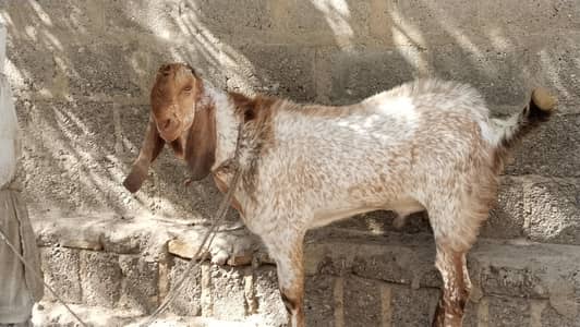 bakra