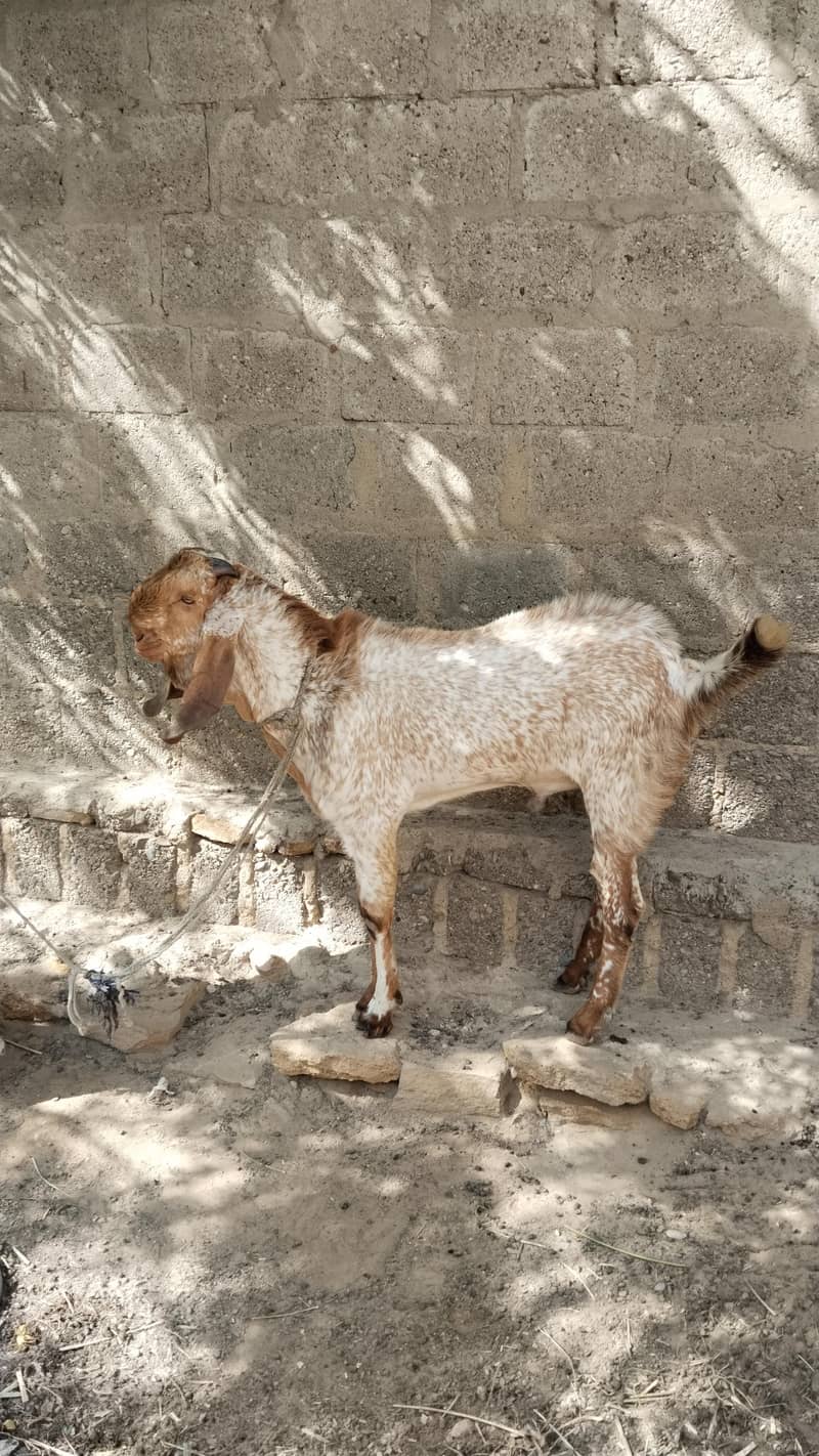 bakra 1