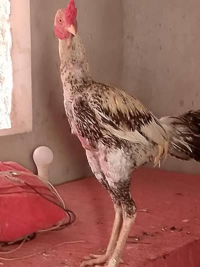 Aseep shamo