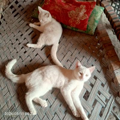cat male or female