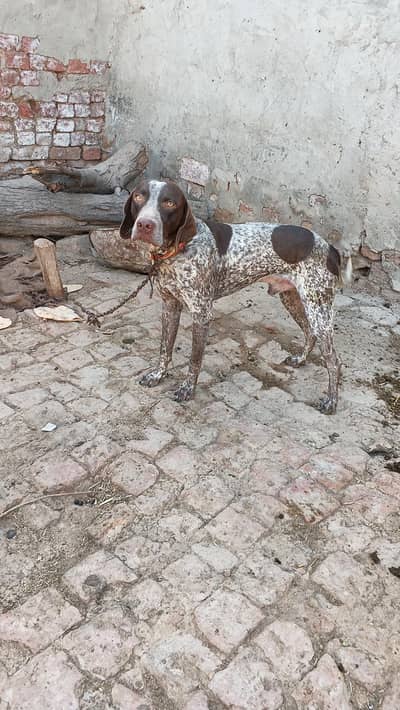 Pointer male