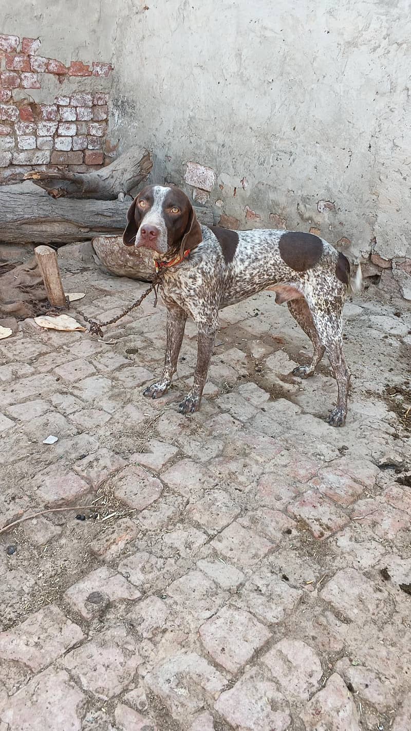Pointer male 0