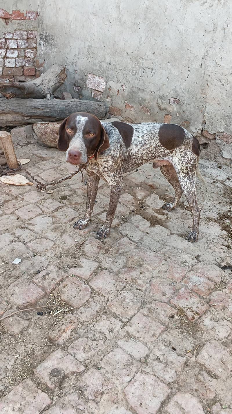 Pointer male 1
