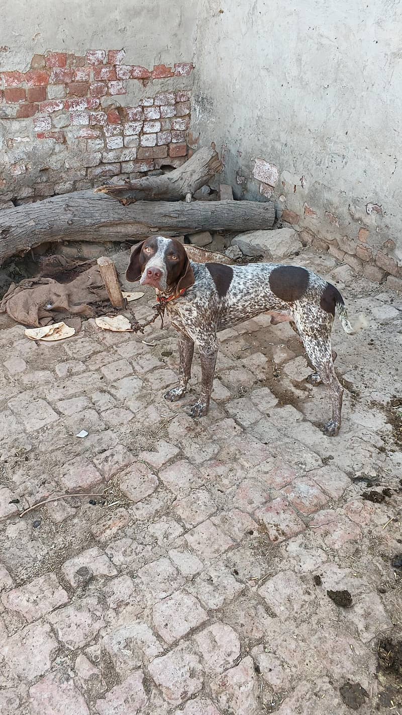 Pointer male 2