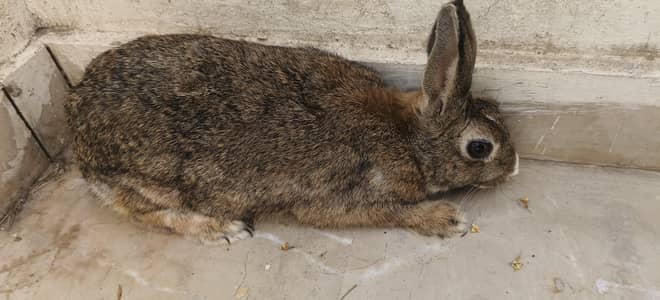 Two Female Rabbits 6 months old