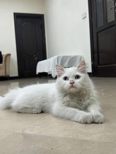 persian cat | Triple coated Persian Cat | Persian Cat For sale