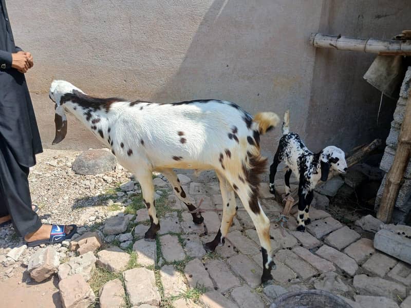 bakra2 teeth 0