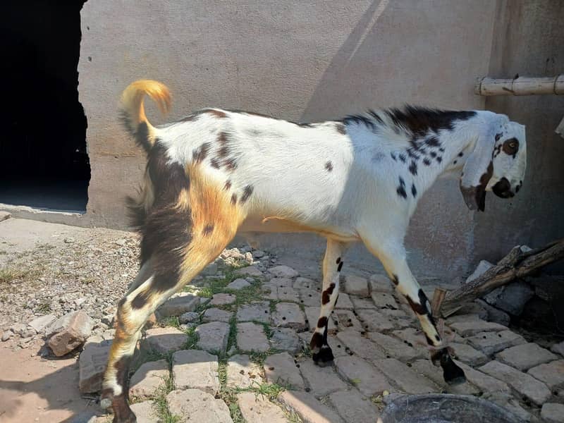 bakra2 teeth 2