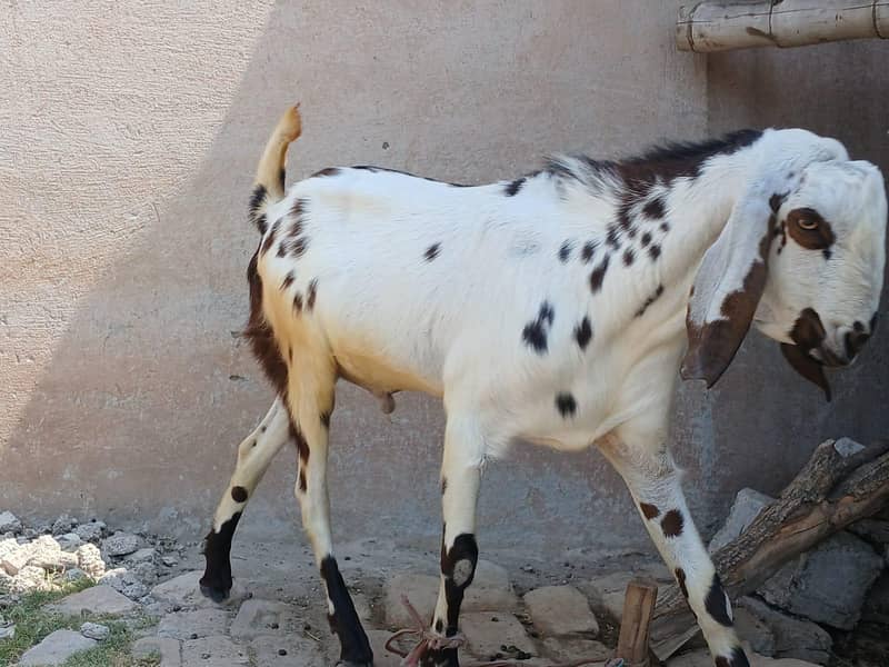 bakra2 teeth 3