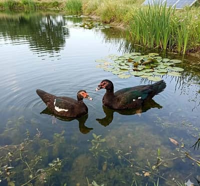 muscovy ducks