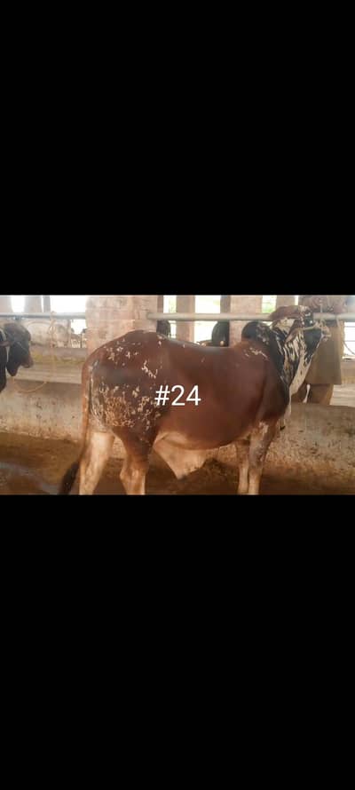 BULL COW WACHA FOR QURBANI 03104594900 /03246604270
