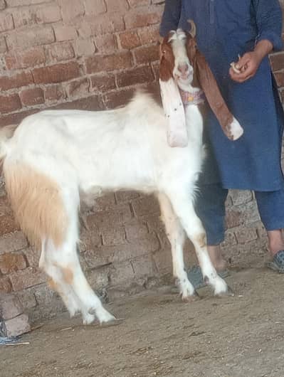 2026 ki qurbani ka Liye 2 Dant khasi bakra