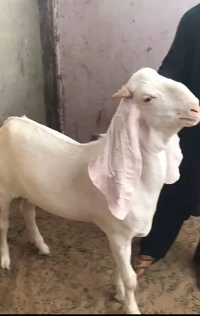 Gulabi rajanpuria bakra krbani ky leya teyar